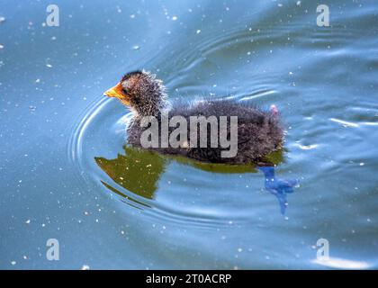 Dieser eurasische Coot, der in Dublin, Irland, entdeckt wurde, zeigt sein unverwechselbares schwarzes Gefieder, während er anmutig auf den Wasserstraßen der Stadt gleitet. Stockfoto