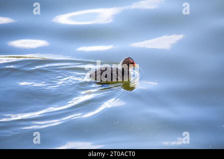 Dieser eurasische Coot, der in Dublin, Irland, entdeckt wurde, zeigt sein unverwechselbares schwarzes Gefieder, während er anmutig auf den Wasserstraßen der Stadt gleitet. Stockfoto