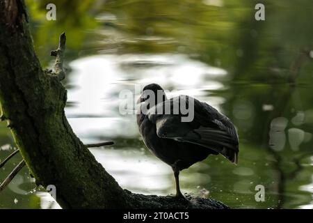 Dieser eurasische Coot, der in Dublin, Irland, entdeckt wurde, zeigt sein unverwechselbares schwarzes Gefieder, während er anmutig auf den Wasserstraßen der Stadt gleitet. Stockfoto