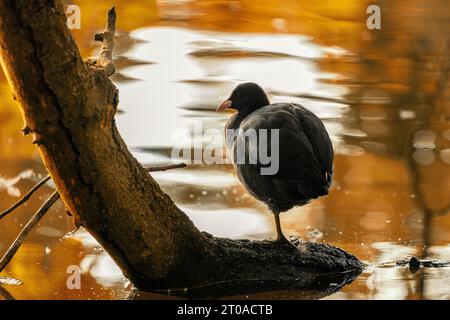 Dieser eurasische Coot, der in Dublin, Irland, entdeckt wurde, zeigt sein unverwechselbares schwarzes Gefieder, während er anmutig auf den Wasserstraßen der Stadt gleitet. Stockfoto
