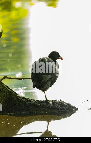 Dieser eurasische Coot, der in Dublin, Irland, entdeckt wurde, zeigt sein unverwechselbares schwarzes Gefieder, während er anmutig auf den Wasserstraßen der Stadt gleitet. Stockfoto