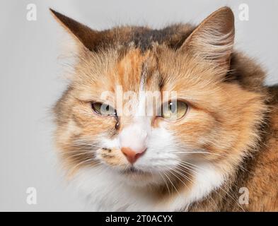 Katze mit Augeninfektion, die in die Kamera schaut. Nahaufnahme einer Katze mit einem Auge glasig, tränend und verfärbt. Katzenauge halb geschlossen vor Schmerzen. Konjunktivitis, fe Stockfoto