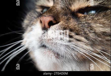 Katzennase Nahaufnahme auf schwarzem Hintergrund. Tabby Katzenkopf leicht nach oben geneigt, riecht oder schnüffelt etwas. Langhaariges weibliches Seniorkatzengesicht. Wählen Sie Aus Stockfoto