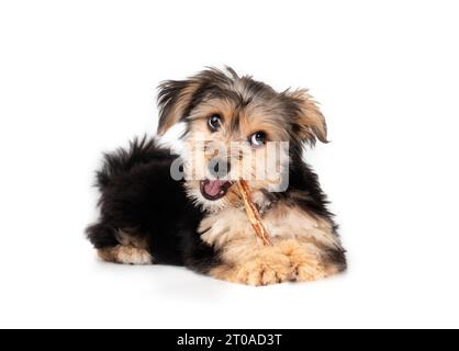 Niedlicher Welpe mit Zahnstock im Mund und Blick in die Kamera. Flauschiges Hündchen. 4 Monate alter männlicher Morkie-Hund liegend, während er glücklich auf einem C kaut Stockfoto