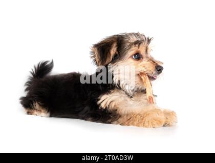 Kleiner Welpe mit Zahnstäbchen im Mund, seitlich liegend. Flauschiges Hündchen. 4 Monate alter männlicher Morkie-Hund mit Kaustock zwischen den Vorderpfoten W Stockfoto