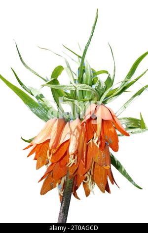 Eine farbenfrohe blühende Kaiserkrone (Fritillaria imperialis) aus der Familie der Lilien Stockfoto