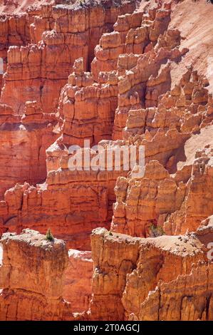 Vertikales Bild der roten Hoodoos, die durch Erosion am Cedar Breaks National Monument in Utah verursacht wurden Stockfoto