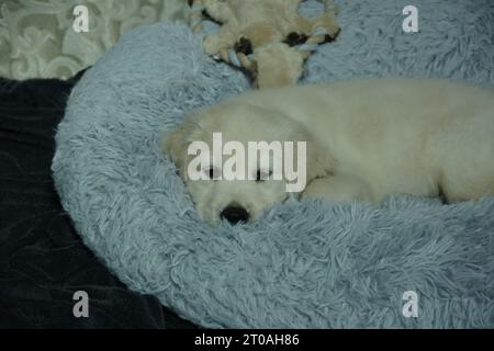 Niedliche englische Creme Golden Retriever Hündchen schläft nach einem langen Tag des Spielens Stockfoto