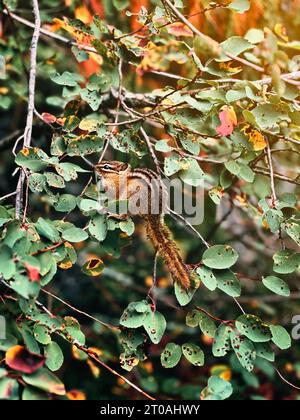 Streifenhörnchen sitzt auf einem Baumzweig im Wald Stockfoto