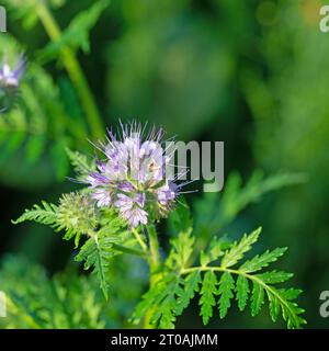 Blühende Phacelia in Nahaufnahme Stockfoto