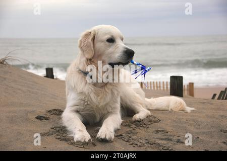 Niedliche englische Creme Golden Retriever Hündchen genießt seinen ersten Geburtstag am Strand! Stockfoto