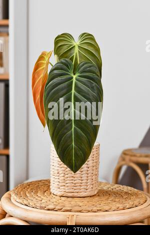 Exotische Zimmerpflanze 'Philodendron Melanochrysum' mit langen Samtblättern im Korbblumentopf auf dem Tisch Stockfoto