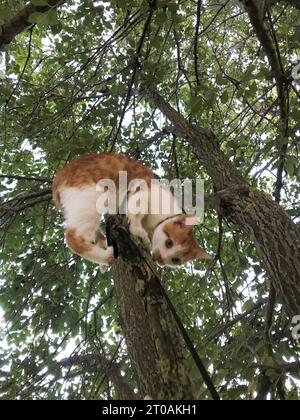 Rote Katze mit weißen Flecken. Sitzt auf einem Baumzweig. Stockfoto