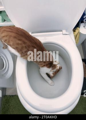 Rote Katze mit weißen Flecken. Er klettert in die Toilette. Stockfoto