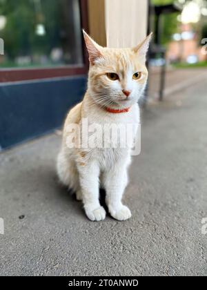 Weiß-rote Katze sitzt auf der Straße in der Nähe des Ladens Stockfoto