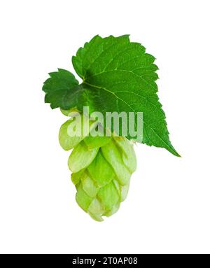 Frische grüne Hopfenkegel und Blätter, isoliert auf weißem Hintergrund. Design-Element für Brauerei, Bäckerei mit Schneidepfad. Stockfoto