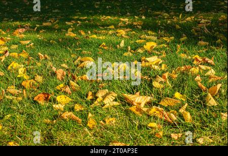 Gelb-orange Herbstlaub auf dem Boden in einem wunderschönen Herbstpark. Gefallene goldene Herbstblätter auf grünem Gras in sonnigem hellem Hof. Herbstlandschaft bac Stockfoto