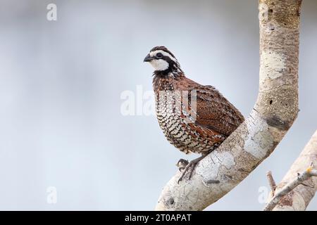 Northern Bobwhite (Colinus virginianus), männlich auf Ast, Florida, USA Stockfoto