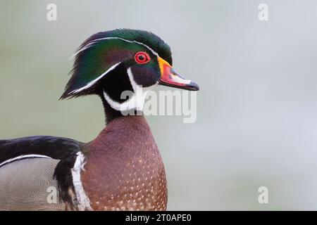 Männliche amerikanische Holzente (Aix sponsa) Porträt, Lake Morton, Florida, USA Stockfoto
