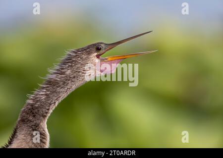 Anhinga (Anhinga anhinga), ruft in Lake Morton, Florida, USA Stockfoto