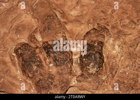 Dinosaurierspur von Eubrontes, Unterjura, vom Sandstein des Glen Canyon in Utah Stockfoto