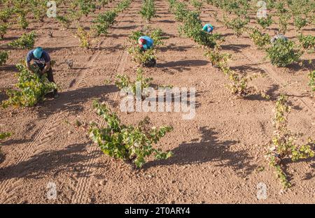 Traubenpflücker, die während der Erntezeit arbeiten. Weinreben in Schlange Stockfoto