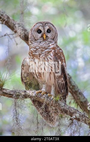 Barred Owl (Strix varia) thront auf Ast, Kissimmee, Florida, USA Stockfoto
