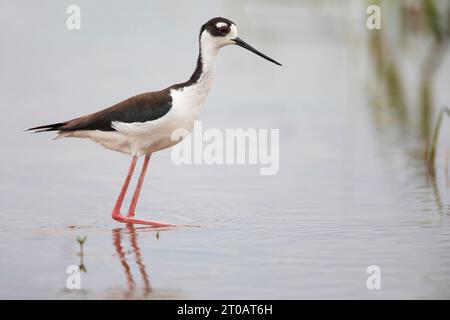 Schwarzhalsstelze (Himantopus mexicanus) in Sumpf, Kissimmee, Florida, USA Stockfoto
