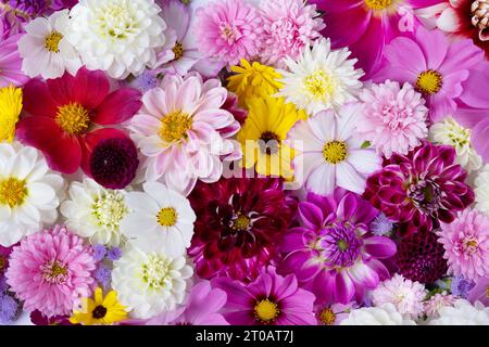 Kreatives Layout aus Blumen, Astern, Dahlien, Ringelblumen. Grußkarte mit Blumenmuster. Farbenfroher Herbstblumenhintergrund mit Platz für Text. In der Natur Stockfoto