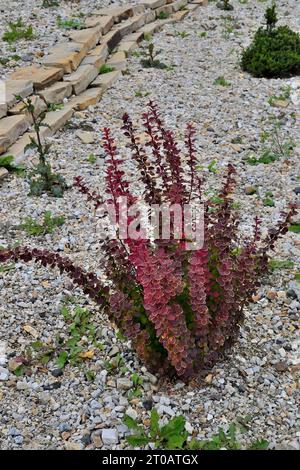 Berberis thunbergii-Sorte „Bewunderung“ mit bunten Blättern aus nächster Nähe. Die Blätter sind violett-rot mit einem schmalen gelben Rand. Zierplatte Stockfoto