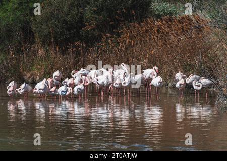 Eine Schar großer Flamingos, die in einer Lagune in einem Vogelreservat in den Feuchtgebieten der Camargue in der Provence, Frankreich, gegen den Wind stehen. Stockfoto