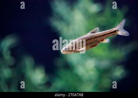 Sonora Chub (Gila ditaenia), gefährdete Süßwasserfische, Arizona, USA Stockfoto