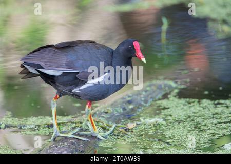 Gallinule (Gallinula galeata) sucht nach Lebensmitteln in Sumpf, Circle B Bar Reserve, Florida, USA Stockfoto