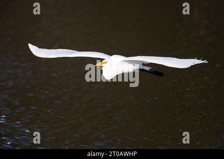 Großer Reiher (Ardea alba) kommt zur Landung, Stick Marsh, Florida, USA Stockfoto