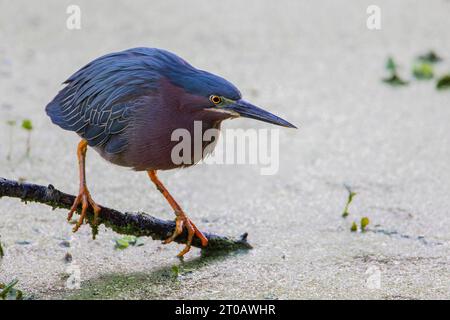 Green Reiher (Butorides virescens) Jagd auf Fisch, Circle B Bar Reserve, Florida, USA Stockfoto