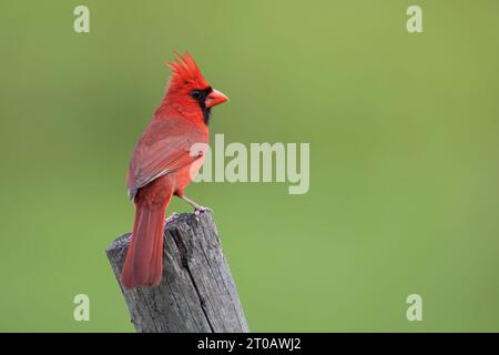 Nördlicher Kardinal (Cardinalis cardinalis) männlich hockend, Florida, USA Stockfoto