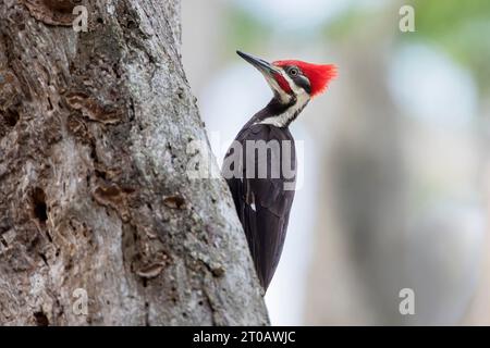 Gestochener Spechte (Dryocopus pileatus) auf Baum im Circle B Bar Reserve, Florida, USA Stockfoto