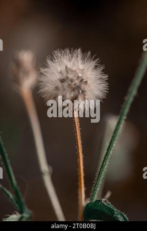 Nahaufnahme von Löwenzahnblume auf dem Feld,. Stockfoto