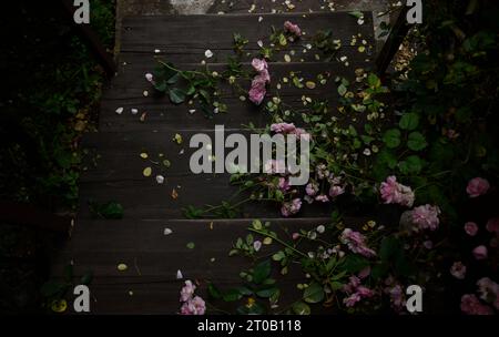 Blick von oben auf Holztreppen und rosa Rosen. Stockfoto