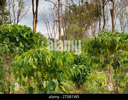 Auf dem Land eines Kleinbetriebs in den Provinzen des ländlichen Laos produzieren kleinere Pflanzen Robusta Kaffeekirschen, inmitten der viel größeren tropi Stockfoto