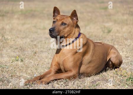 Thailändisches Ridgeback-Hündchen. Red Thai Ridge Dog - alter lokaler Hund Thailands, kurzhaarige, dreieckige Ohren von mittlerer Größe. Schwarze Nasenspitze, Form o Stockfoto