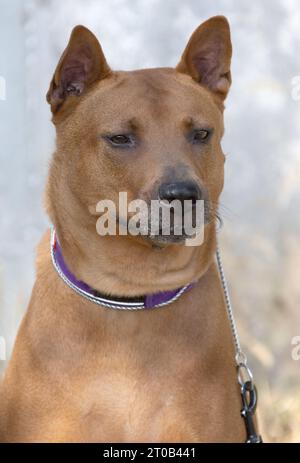 Thailändisches Ridgeback-Hündchen. Red Thai Ridge Dog - alter lokaler Hund Thailands, kurzhaarige, dreieckige Ohren von mittlerer Größe. Schwarze Nasenspitze, Form o Stockfoto