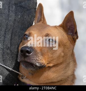 Thailändisches Ridgeback-Hündchen. Red Thai Ridge Dog - alter lokaler Hund Thailands, kurzhaarige, dreieckige Ohren von mittlerer Größe. Schwarze Nasenspitze, Form o Stockfoto