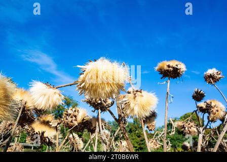 Trockene Artischockenblüten mit blauem Himmel Stockfoto