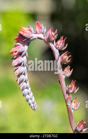 Nahaufnahme von Echeveria subsessillis Morgenblumen in Blüte Stockfoto