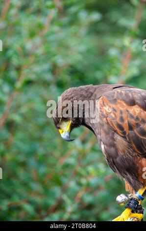 Porträt eines Harris-Adlers, Parabuteo Unicinctus Stockfoto