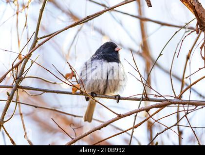 Ein dunkeläugiger Junco schüttelt eine winterliche Kälte ab, mit einer guten Federfluffung, wenn der frühe Frühling sich schnell nähert. Stockfoto