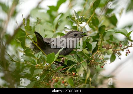 Ein grauer Katzenvogel auf einem Ast in den Sommerbüschen Floridas Stockfoto