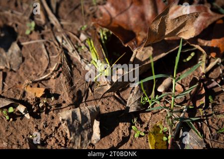 Undurchsichtige Vogelgrasshopper (Schistocerca obscura), die auf einem toten, braunen Blatt thront Stockfoto