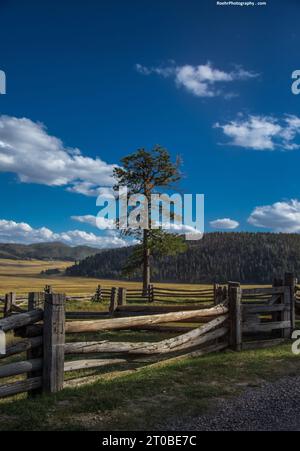 Holzzaun und Ponderosa-Kiefer, Valles Caldera, New Mexico Stockfoto